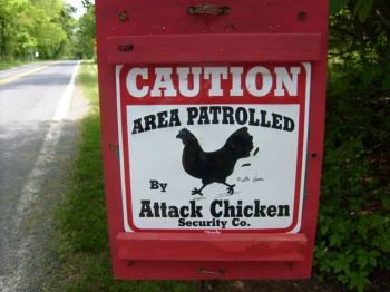 W attack chicken.jpg