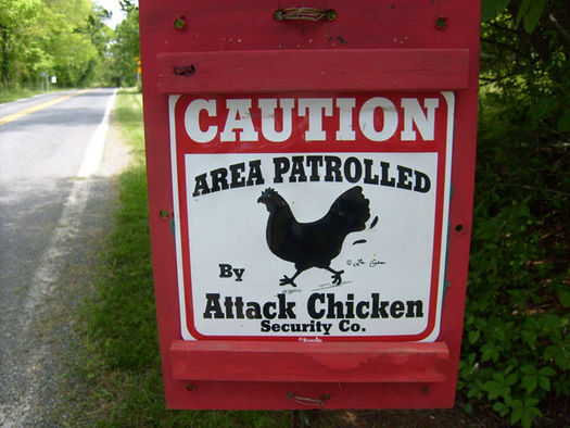 525px-W_attack_chicken.jpg